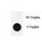 CFL1 antibody, LS-C163603, Lifespan Biosciences, Dot Blot image 