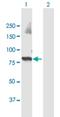 Ubiquitin Protein Ligase E3 Component N-Recognin 3 antibody, H00130507-B01P, Novus Biologicals, Western Blot image 