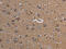 Cytochrome P450 3A4 antibody, CSB-PA563111, Cusabio, Immunohistochemistry paraffin image 
