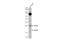 Regulator Of G Protein Signaling 4 antibody, GTX114184, GeneTex, Western Blot image 