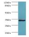 Aminoacyl TRNA Synthetase Complex Interacting Multifunctional Protein 1 antibody, MBS1497311, MyBioSource, Western Blot image 