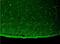 Potassium Voltage-Gated Channel Subfamily J Member 12 antibody, NBP2-12901, Novus Biologicals, Immunohistochemistry frozen image 