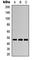 Aurora A antibody, abx121843, Abbexa, Western Blot image 