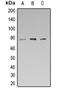 Synapsin I antibody, orb319097, Biorbyt, Western Blot image 