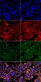 Malondialdehyde antibody, LS-C775630, Lifespan Biosciences, Immunocytochemistry image 