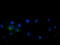 Leucine Rich Repeat Containing G Protein-Coupled Receptor 5 antibody, LS-C786042, Lifespan Biosciences, Immunofluorescence image 