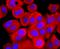 ATP Synthase F1 Subunit Alpha antibody, A32267-1, Boster Biological Technology, Immunocytochemistry image 