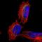 Mitochondrial Fission Factor antibody, NBP1-86799, Novus Biologicals, Immunofluorescence image 