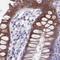 DHI2 antibody, NBP2-37898, Novus Biologicals, Immunohistochemistry paraffin image 