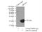 ADP Ribosylation Factor Like GTPase 8A antibody, 17060-1-AP, Proteintech Group, Immunoprecipitation image 