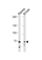 Toll Like Receptor Adaptor Molecule 1 antibody, abx034891, Abbexa, Western Blot image 