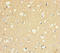 Signal Regulatory Protein Alpha antibody, A50480-100, Epigentek, Immunohistochemistry paraffin image 