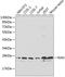 GTP-binding nuclear protein Ran antibody, GTX54708, GeneTex, Western Blot image 