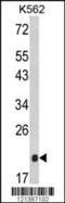 Apolipoprotein M antibody, LS-B14401, Lifespan Biosciences, Western Blot image 