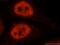 Splicing Factor 3a Subunit 1 antibody, 15858-1-AP, Proteintech Group, Immunofluorescence image 