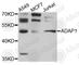 ArfGAP With Dual PH Domains 1 antibody, A4479, ABclonal Technology, Western Blot image 