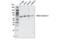 NADP-dependent malic enzyme, mitochondrial antibody, 52016S, Cell Signaling Technology, Western Blot image 