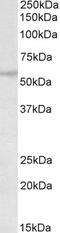 Tripartite Motif Containing 69 antibody, 46-311, ProSci, Enzyme Linked Immunosorbent Assay image 