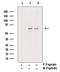 Polo Like Kinase 1 antibody, GTX03368, GeneTex, Western Blot image 