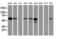 Farnesyl-Diphosphate Farnesyltransferase 1 antibody, LS-C173269, Lifespan Biosciences, Western Blot image 