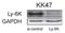 Lymphocyte Antigen 6 Family Member K antibody, PA5-72999, Invitrogen Antibodies, Immunohistochemistry paraffin image 