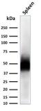 CD63 Molecule antibody, NBP2-78813, Novus Biologicals, Western Blot image 