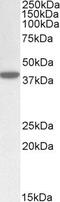ER Lipid Raft Associated 1 antibody, PA5-19152, Invitrogen Antibodies, Western Blot image 