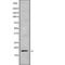 Myosin Light Chain 9 antibody, abx147105, Abbexa, Western Blot image 