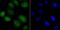 Nuclear Factor I B antibody, NBP2-75589, Novus Biologicals, Immunocytochemistry image 
