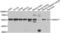 Annexin A11 antibody, LS-C349127, Lifespan Biosciences, Western Blot image 