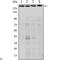 RPTOR Independent Companion Of MTOR Complex 2 antibody, LS-C812761, Lifespan Biosciences, Western Blot image 