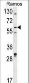 Decapping MRNA 1B antibody, LS-C167298, Lifespan Biosciences, Western Blot image 