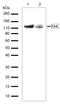 Protein Tyrosine Kinase 2 antibody, 701094, Invitrogen Antibodies, Western Blot image 