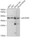 Mitogen-Activated Protein Kinase 13 antibody, 13-989, ProSci, Western Blot image 