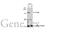 Phosphatase And Tensin Homolog antibody, GTX101025, GeneTex, Western Blot image 