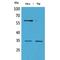 FcRII antibody, LS-C386893, Lifespan Biosciences, Western Blot image 