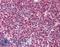 Thymic Stromal Lymphopoietin antibody, LS-B614, Lifespan Biosciences, Immunohistochemistry frozen image 