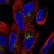 Transmembrane Protein 123 antibody, HPA062862, Atlas Antibodies, Immunofluorescence image 