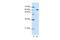 Glucocorticoid Modulatory Element Binding Protein 2 antibody, A12136, Boster Biological Technology, Western Blot image 