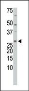 Thioredoxin Like 1 antibody, PA5-11420, Invitrogen Antibodies, Western Blot image 