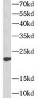  antibody, FNab03784, FineTest, Western Blot image 