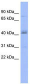 Poly(A) Polymerase Beta antibody, TA343892, Origene, Western Blot image 