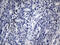 Basic Helix-Loop-Helix Family Member E40 antibody, LS-C798768, Lifespan Biosciences, Immunohistochemistry paraffin image 