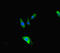 TBC1 Domain Family Member 24 antibody, LS-C679739, Lifespan Biosciences, Immunofluorescence image 
