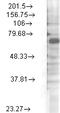 Potassium Voltage-Gated Channel Subfamily C Member 4 antibody, LS-C227752, Lifespan Biosciences, Western Blot image 