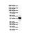 Solute Carrier Family 6 Member 5 antibody, ARP43872_P050, Aviva Systems Biology, Western Blot image 