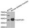 Adiponectin Receptor 1 antibody, LS-B13858, Lifespan Biosciences, Western Blot image 