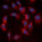 Ribosomal Protein S6 Kinase B1 antibody, orb315695, Biorbyt, Immunocytochemistry image 