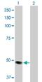 Molybdenum Cofactor Synthesis 3 antibody, H00027304-D01P, Novus Biologicals, Western Blot image 