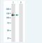 Growth Arrest Specific 2 Like 2 antibody, H00246176-B01P-50ug, Novus Biologicals, Western Blot image 